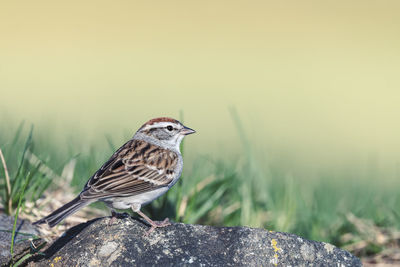 Close-up of bird perching on a grass