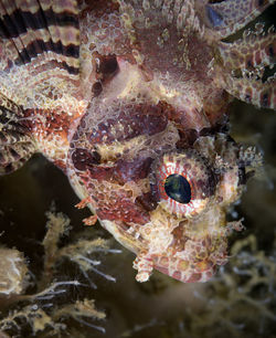 Close-up of fish swimming in sea