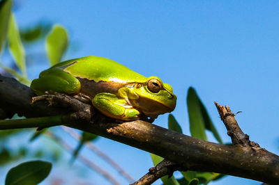 Close-up of lizard on tree against sky