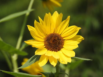 Close-up of yellow sunflower