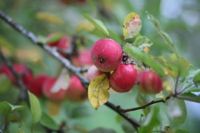 Close-up of apples on tree