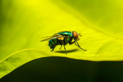 Close-up of fly on flower
