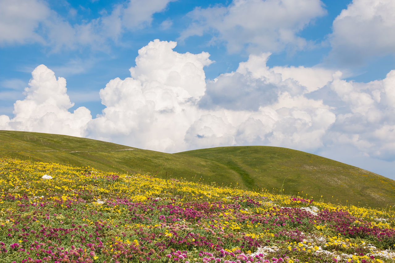 SCENIC VIEW OF GRASSY FIELD AGAINST SKY