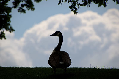 Bird on a field