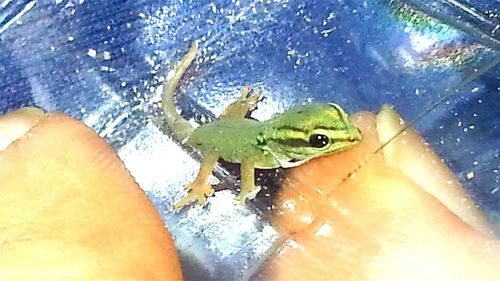 Close-up of frog on hand