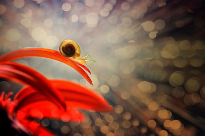 Close-up of snail on red flower