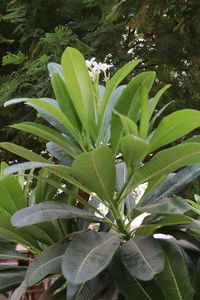 Close-up of insect on plant