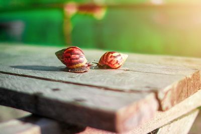 Close-up of snail on wood