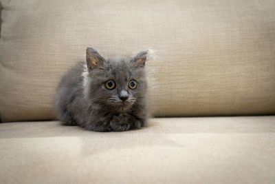 Portrait of kitten on sofa