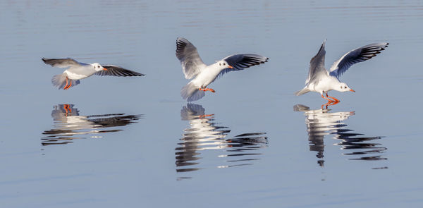 Birds flying over lake black headed gull. 