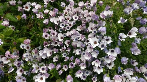 White flowers blooming on plant