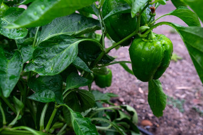 Close-up of green chili pepper plant