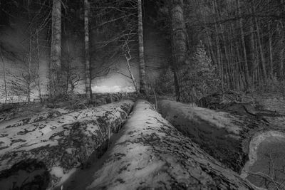 Snow covered bare trees in forest