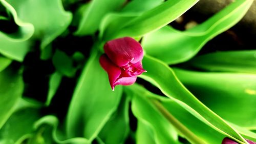 Close-up of red flower blooming outdoors