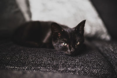 Portrait of black cat on sofa