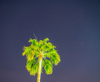 Close-up of plant against sky at night