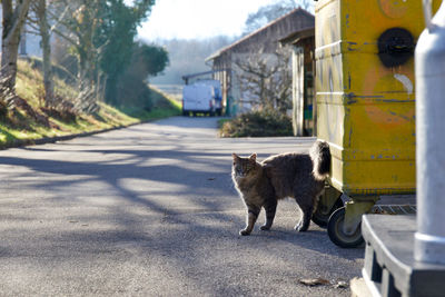 A tabby cat outdoors