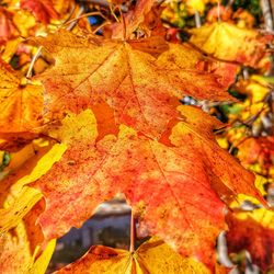 Close-up of maple leaves