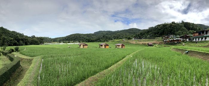 Scenic view of agricultural field against sky