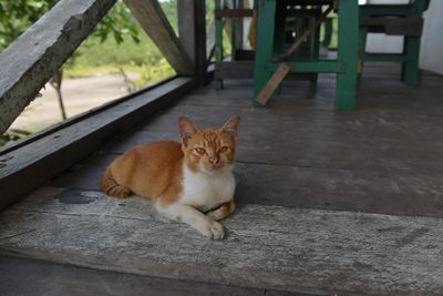 Portrait of ginger cat sitting outdoors