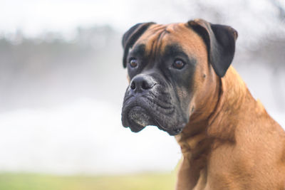 Close-up portrait of dog