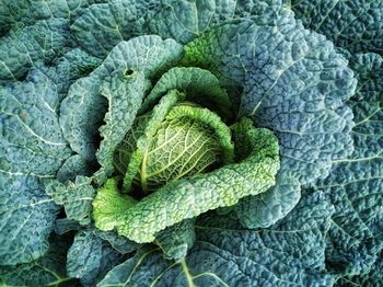 Full frame shot of fresh savoy cabbage