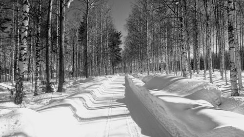 Low section of bare trees in forest during winter