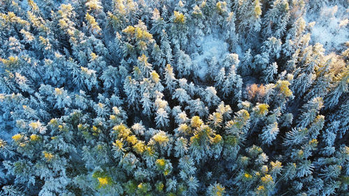 Forest from above