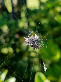 Close-up of spider on web