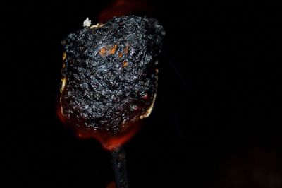 Close-up of leaf against black background