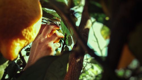 Cropped hand picking fruits from tree