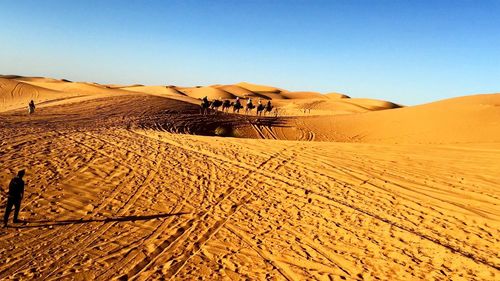 People riding on camels in desert against clear blue sky