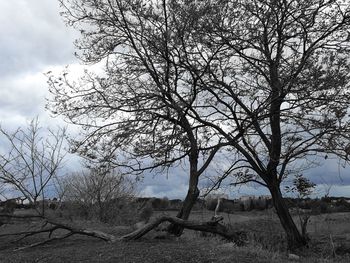 Bare tree on landscape against sky