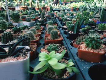 Close-up of potted plants