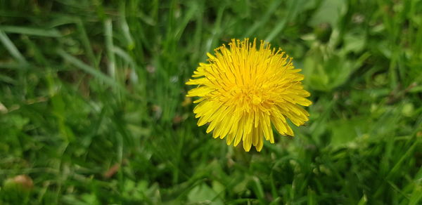 Close-up of yellow flower on field