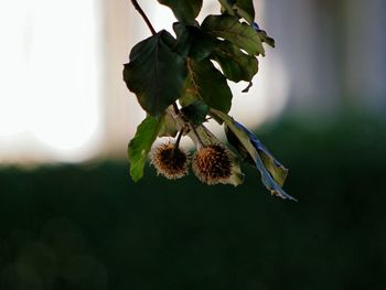 Close-up of flower plant