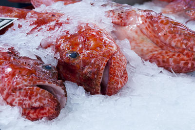 Close-up of seafood