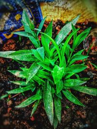 High angle view of wet plant growing on field