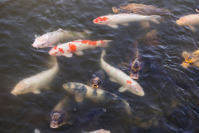 High angle view of koi carps swimming in sea