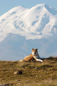 The view of the beautiful mount elbrus