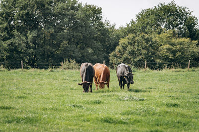 Horses in a field