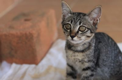 Close-up portrait of tabby cat at home
