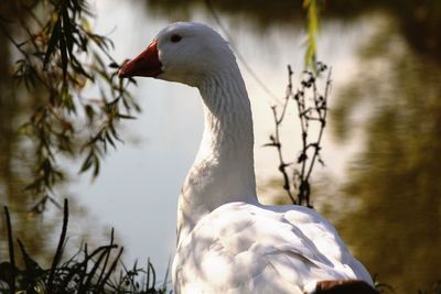 Close-up of a bird