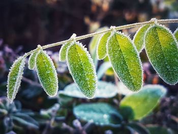 Close-up of plant leaves during winter