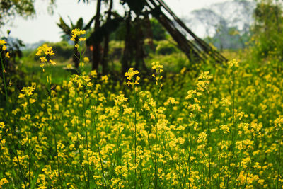 Yellow flowering plants on field