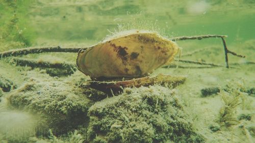 Close-up of insect on sea shore