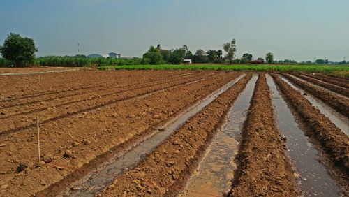 Scenic view of agricultural field against sky