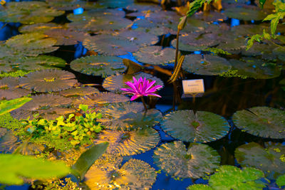 Close-up of lotus water lily in lake