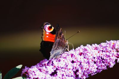 Close-up of butterfly pollinating on purple flower