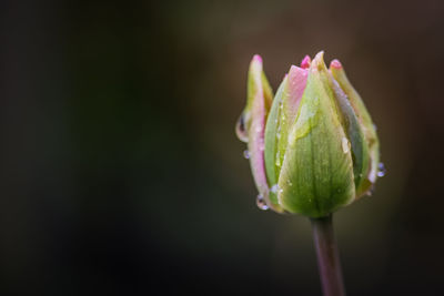 Close-up of flower bud